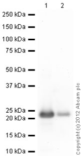 Western blot - Recombinant Human Myosin Light Chain 2 protein (AB79185), expandable thumbnail