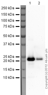 Western blot - Recombinant Human Myosin Light Chain 2 protein (His tag N-Terminus) (AB79185)