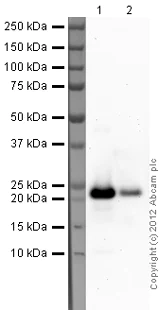 Western blot - Recombinant Human Myosin Light Chain 2 protein (His tag N-Terminus) (AB79185)