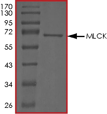SDS-PAGE - Recombinant human Myosin light chain kinase/MLCK protein (AB55674)