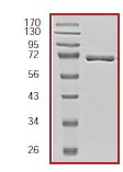 SDS-PAGE - Recombinant human Myosin light chain kinase/MLCK protein (AB55674)