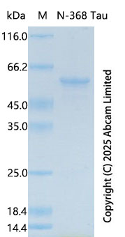SDS-PAGE - Recombinant Human N-368 Tau Protein Standard (His) (AB323993), expandable thumbnail