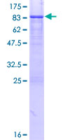 SDS-PAGE - Recombinant Human n-Myc/MYCN protein (GST tag N-Terminus) (AB114325)