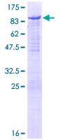 SDS-PAGE - Recombinant Human N WASP protein (GST tag N-Terminus) (AB132277)