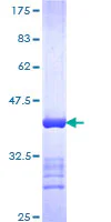 SDS-PAGE - Recombinant Human N4BP2 protein (GST tag N-Terminus) (AB163190)