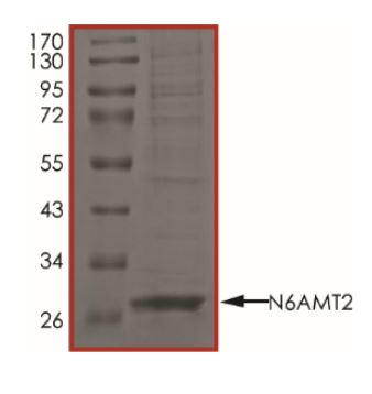 SDS-PAGE - Recombinant human N6AMT2 protein (Active) (AB268808), expandable thumbnail