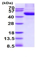 SDS-PAGE - Recombinant Human NAGA protein (His tag) (AB222442)