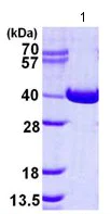 SDS-PAGE - Recombinant Human NAGK protein (His tag N-Terminus) (AB124563)