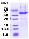 SDS-PAGE - Recombinant Human NAIF1 protein (His tag N-Terminus) (AB181935)