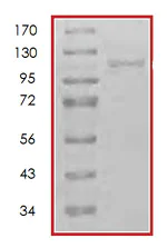 SDS-PAGE - Recombinant human NAK/TBK1 protein (AB85276)