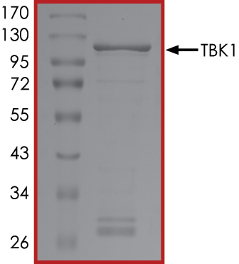 SDS-PAGE - Recombinant human NAK/TBK1 protein (AB85276), expandable thumbnail