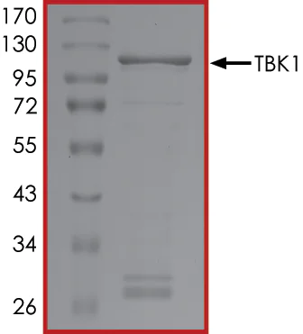 SDS-PAGE - Recombinant human NAK/TBK1 protein (AB85276)