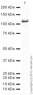 Western blot - Recombinant human NAK/TBK1 protein (AB85276), expandable thumbnail