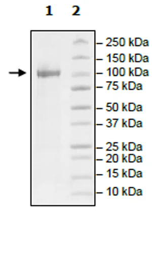 SDS-PAGE - Recombinant human NAK/TBK1 protein (Active) (GST tag N-Terminus) (AB271752)