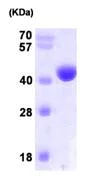 SDS-PAGE - Recombinant Human NANS protein (AB101109)