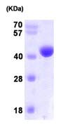 SDS-PAGE - Recombinant Human NANS protein (His tag N-Terminus) (AB101109)