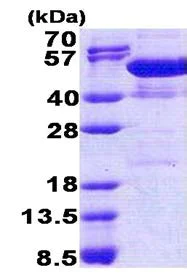 SDS-PAGE - Recombinant Human NAP1L4 protein (AB171686)