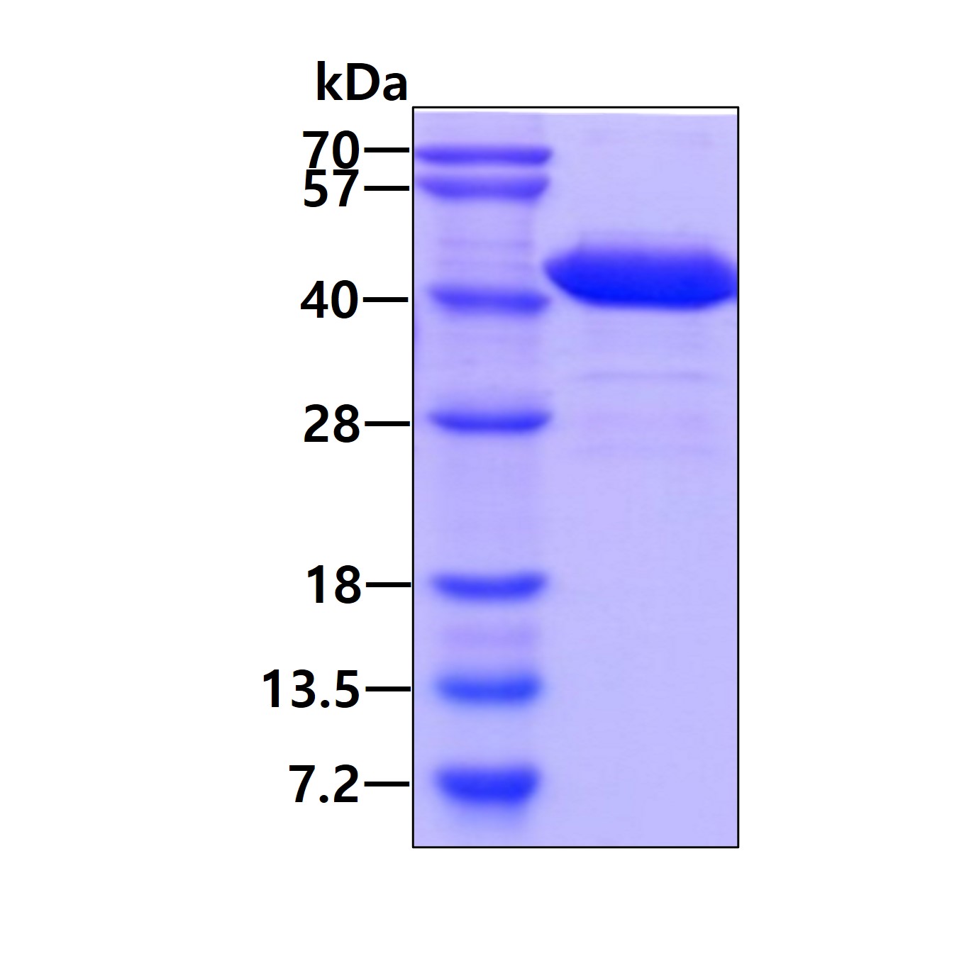 SDS-PAGE - Recombinant Human NAPG protein (His tag N-Terminus) (AB113164)