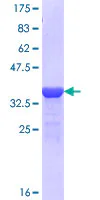 SDS-PAGE - Recombinant Human NARG1 protein (GST tag N-Terminus) (AB164208)