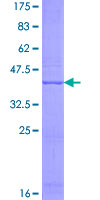 Recombinant Human NAT8L protein