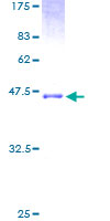 Recombinant Human Natriuretic peptides A protein
