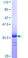 Recombinant Human Nav1.7 protein