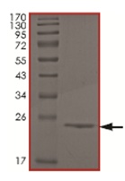 SDS-PAGE - Recombinant Human NCE2/UBE2F protein (AB167934)