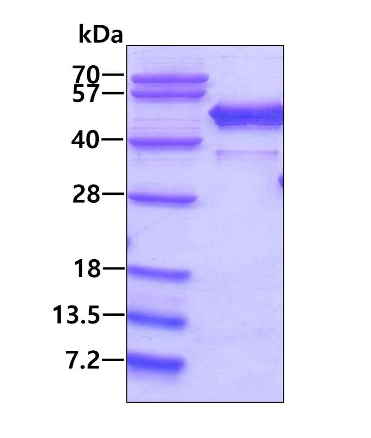 SDS-PAGE - Recombinant Human NCF1/p47-phox protein (AB98054)