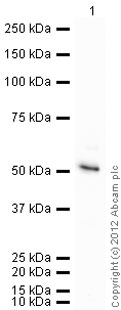 Recombinant Human NCF1/p47-phox protein