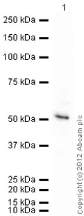 Western blot - Recombinant Human NCF1/p47-phox protein (AB98054)