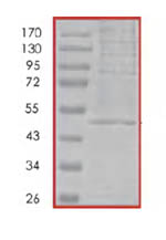 SDS-PAGE - Recombinant Human Nck protein (AB85711), expandable thumbnail