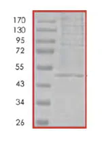 SDS-PAGE - Recombinant Human Nck protein (AB85711)