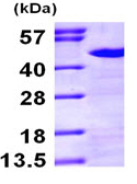 SDS-PAGE - Recombinant Human Nck protein (AB97409)