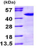 SDS-PAGE - Recombinant Human Nck protein (AB97409)