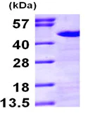 SDS-PAGE - Recombinant Human Nck protein (His tag N-Terminus) (AB97409)