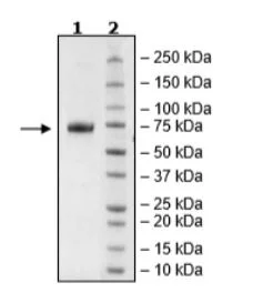 SDS-PAGE - Recombinant Human NCR1/NKp46 protein (Biotin) (Fc tag C-Terminus + Avi tag C-Terminus) (AB271634)