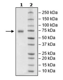 SDS-PAGE - Recombinant Human NCR1/NKp46 protein (Fc tag C-Terminus + Avi tag C-Terminus) (AB271633)