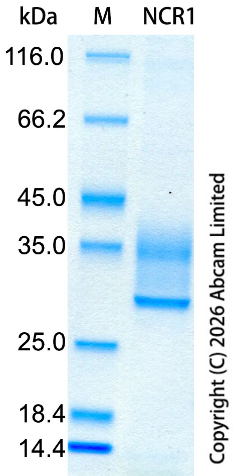 SDS-PAGE - Recombinant Human NCR1 Protein Standard (AB327750)