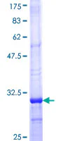 SDS-PAGE - Recombinant Human ND4 protein (GST tag N-Terminus) (AB116897)