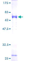 SDS-PAGE - Recombinant Human NDE1 protein (GST tag N-Terminus) (AB275914)