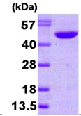 SDS-PAGE - Recombinant human NDRG1 protein (His tag C-Terminus) (AB87685)