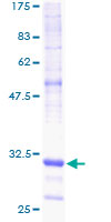 SDS-PAGE - Recombinant Human NDUFA1 protein (GST tag N-Terminus) (AB158959)