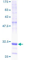 SDS-PAGE - Recombinant Human NDUFA1 protein (GST tag N-Terminus) (AB158959)