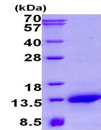 SDS-PAGE - Recombinant Human NDUFA2 protein (AB134615)