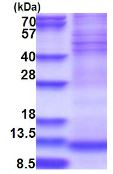 SDS-PAGE - Recombinant Human NDUFA4 protein (denatured) (His tag N-Terminus) (AB181901)