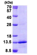 SDS-PAGE - Recombinant Human NDUFB4 protein (denatured) (His tag N-Terminus) (AB140721)