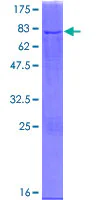 SDS-PAGE - Recombinant Human NDUFS2 protein (GST tag N-Terminus) (AB152560)