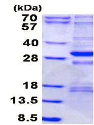 SDS-PAGE - Recombinant Human NDUFS3 protein (AB136706)