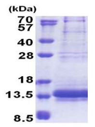 SDS-PAGE - Recombinant Human NDUFV3 protein (His tag N-Terminus) (AB171680)