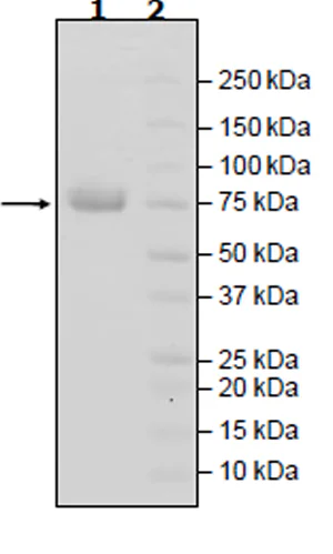 SDS-PAGE - Recombinant Human Nectin 2 protein (Biotin) (Fc tag C-Terminus + Avi tag C-Terminus) (AB271399)